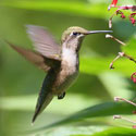 Ruby-throated Hummingbird