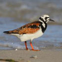 Ruddy Turnstone
