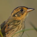 Saltmarsh Sharp-tailed Sparrow