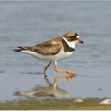 Semipalmated Plover