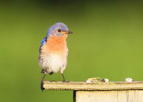 Saltmarsh Sharp-tailed Sparrow