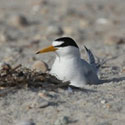 Least Tern